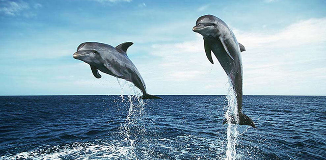 delfinia-570
