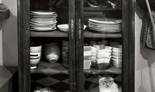 cat10
