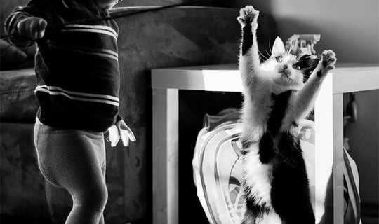 cat11