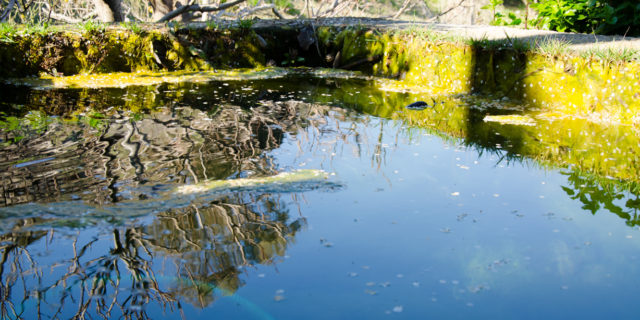 _GAL2635